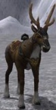 Rudolph.jpg